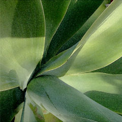 Rutland yucca