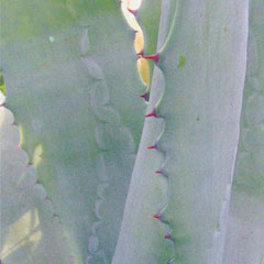 Rutland agave