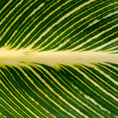 Devon canna