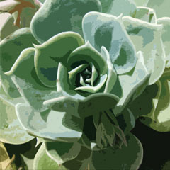 Axminster sedum