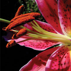 Devon day lily