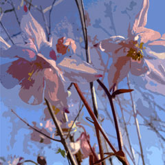 Ashton Aquilegia