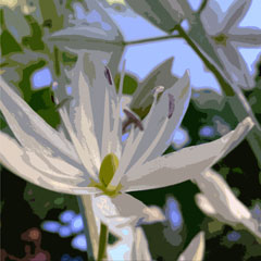 Ashton white camassia
