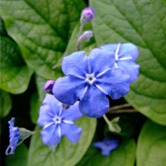 Ashton Court Brunnera