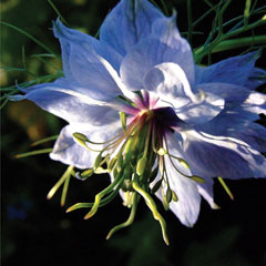 Ashton Nigella
