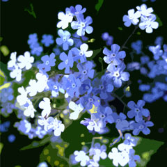 Ashton forget-me-nots