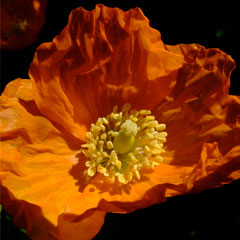 Orange Welsh poppy