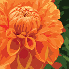 Oxford orange dahlia