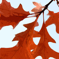Bristol Harbour leaves