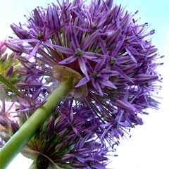 Ashton alliums