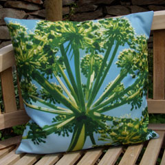 Angelica in Devon