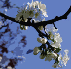 C4 Greville Smyth blossom