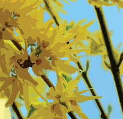 D2 Southville forsythia