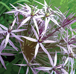 F1 Ashton allotment allium