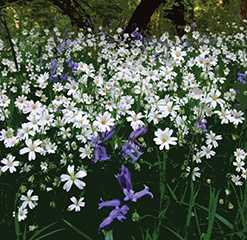 F2 Prior’s wood stitchwort