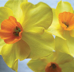 A2 Beauley bulbs