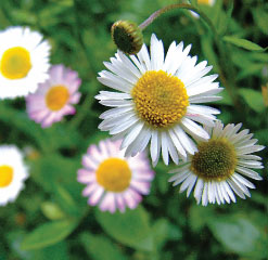 A3 Devon daisies