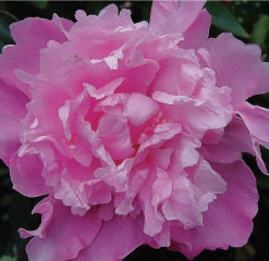 A4 Axminster peony