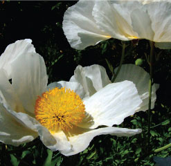 B3 California tree poppies