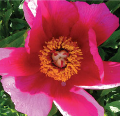 B5 Northumberland peony