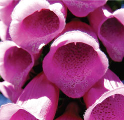 B6 Dartmoor foxglove