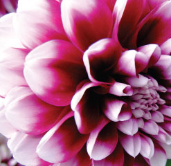 C2 Oxford dahlia