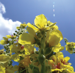 E1 Cotswold verbascum