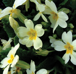 E2 Devon primroses