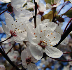 E3 Greville Smyth cherry