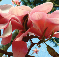 E4 Cotswold magnolias