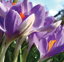 E5 Cotswold crocus