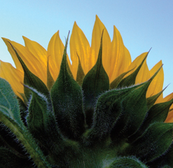 E6 Ashton allotment sunflower