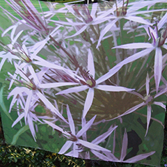 SF1 Ashton allotment allium.jpg
