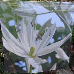 SF2 Ashton white camassia.jpg