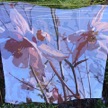 SF3 Ashton aquilegia.jpg