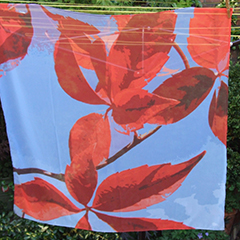 SF5 Southville Virginia Creeper.jpg