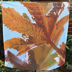 SF9 Rutland leaves.jpg